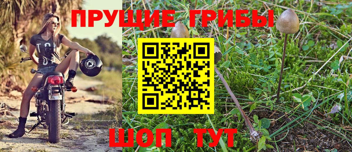 Галлюциногенные грибы Psilocybe  что такое   Алушта  Вход с VPN 